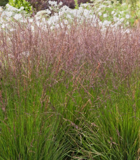 Molinia caerulea 'Edith Dudszus' 
